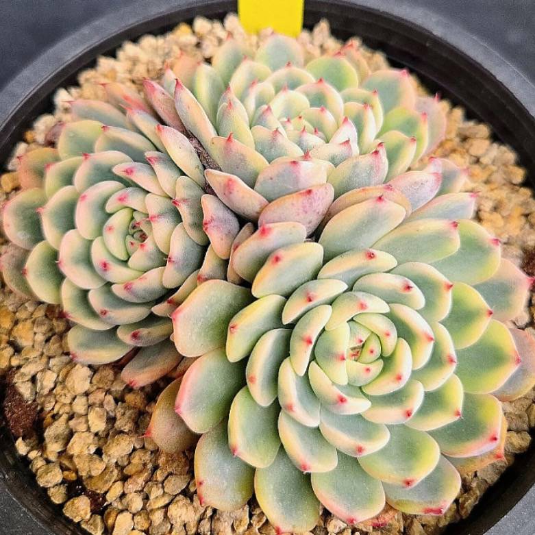 Echeveria Minima, Variegata