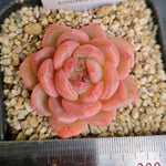 Echeveria Crystal Champagne