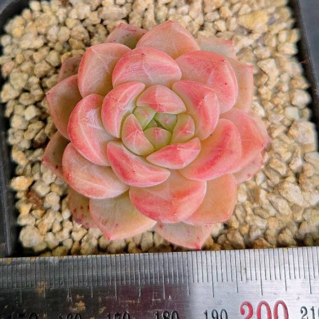 Echeveria Crystal Champagne