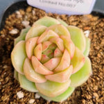 LIMITED EDITION! Echeveria Hybrid