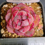 LIMITED EDITION! Echeveria Hybrid