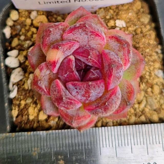 LIMITED EDITION! Echeveria Hybrid