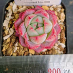 LIMITED EDITION! Echeveria Hybrid