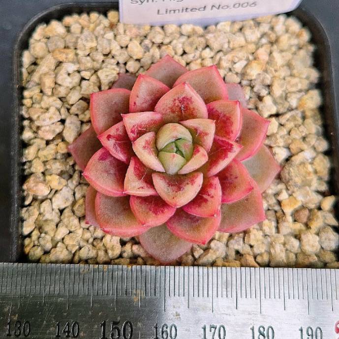 LIMITED EDITION! Echeveria Hybrid