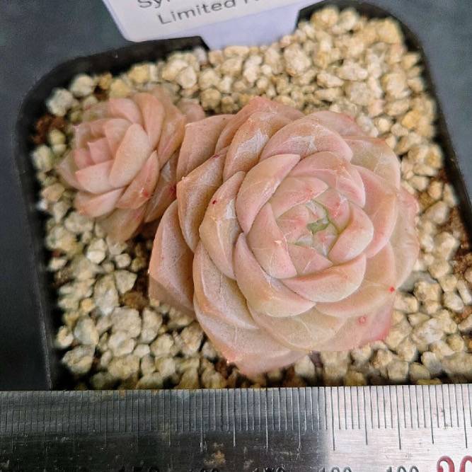 Echeveria Apricot Rose