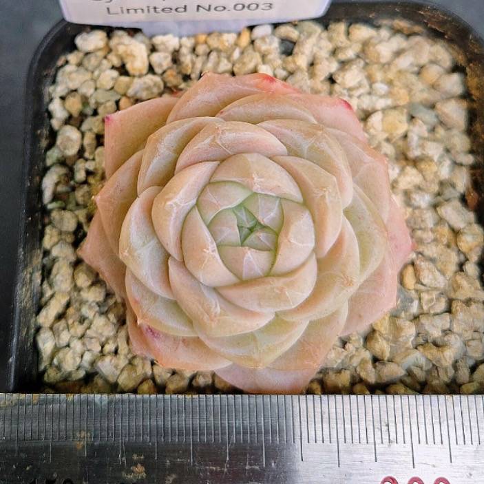 Echeveria Apricot Rose