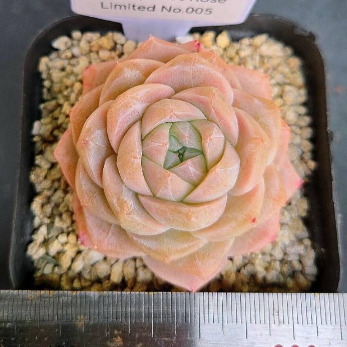 Echeveria Apricot Rose