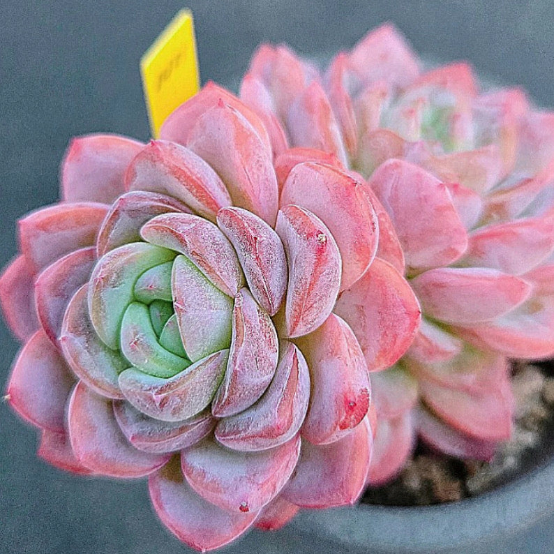 Echeveria Amabile Hybrid