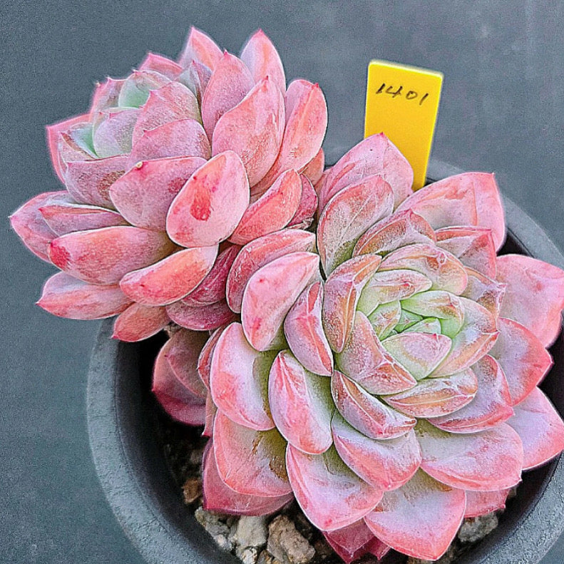 Echeveria Amabile Hybrid