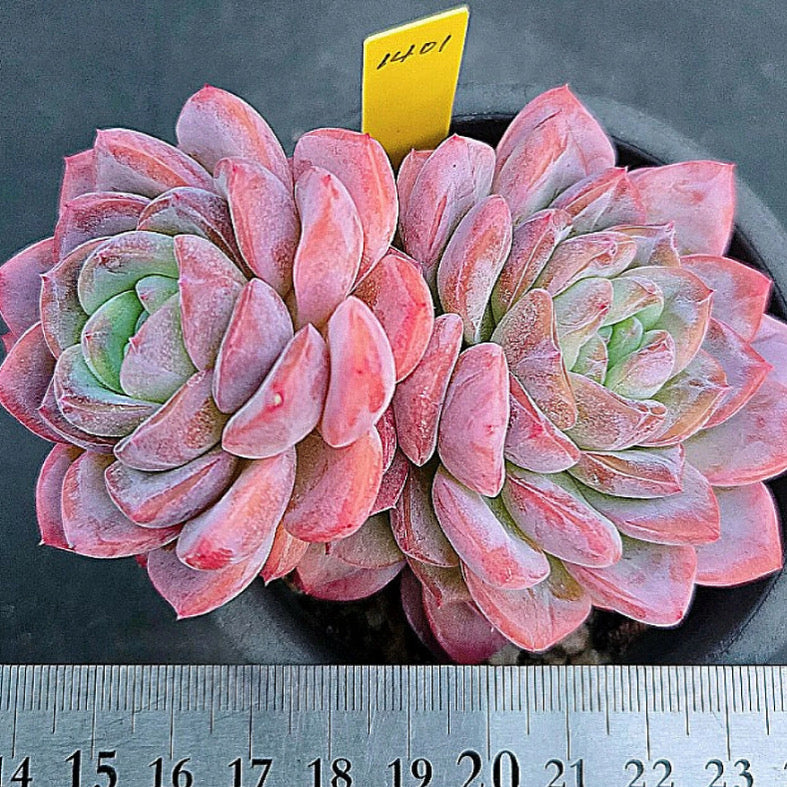 Echeveria Amabile Hybrid