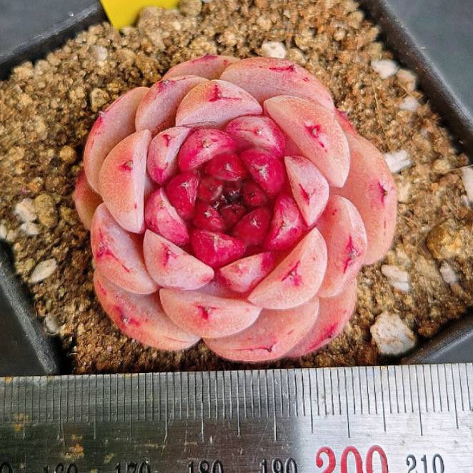 Echeveria Red Hill