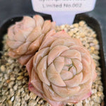 Echeveria Apricot Rose