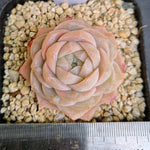 Echeveria Apricot Rose