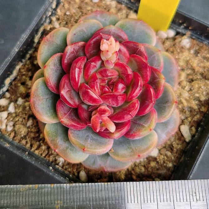 Echeveria Secret Love