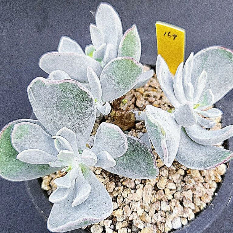 Cotyledon Snow Princess