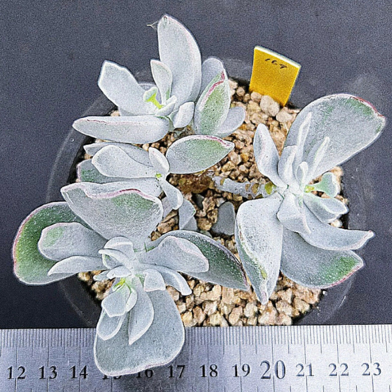 Cotyledon Snow Princess