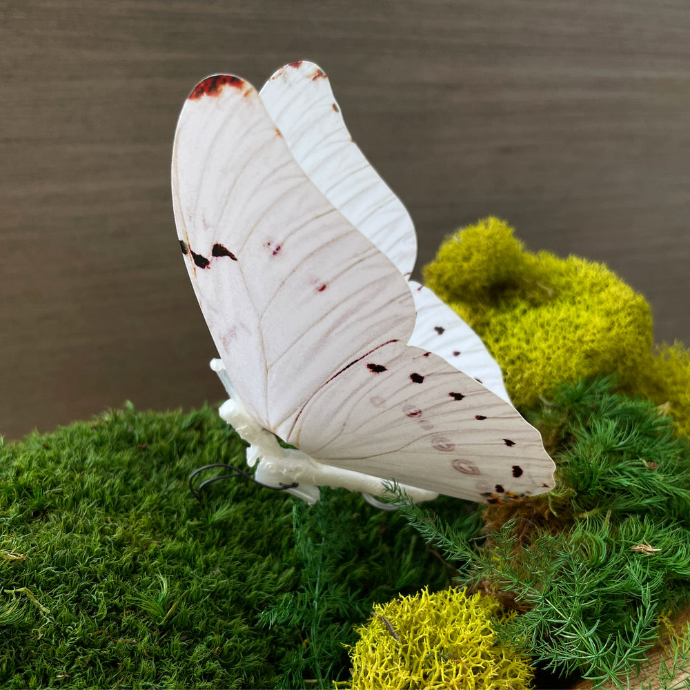 Moving Butterfly- White Morpho (See Video)