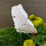 Moving Butterfly- White Morpho (See Video)