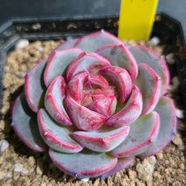 Echeveria German Rose