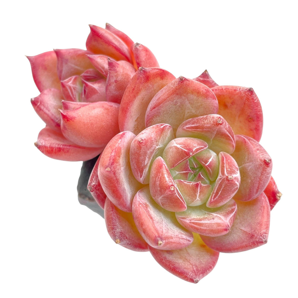Echeveria Ratam, Double – Cedar Creek Farmhouse