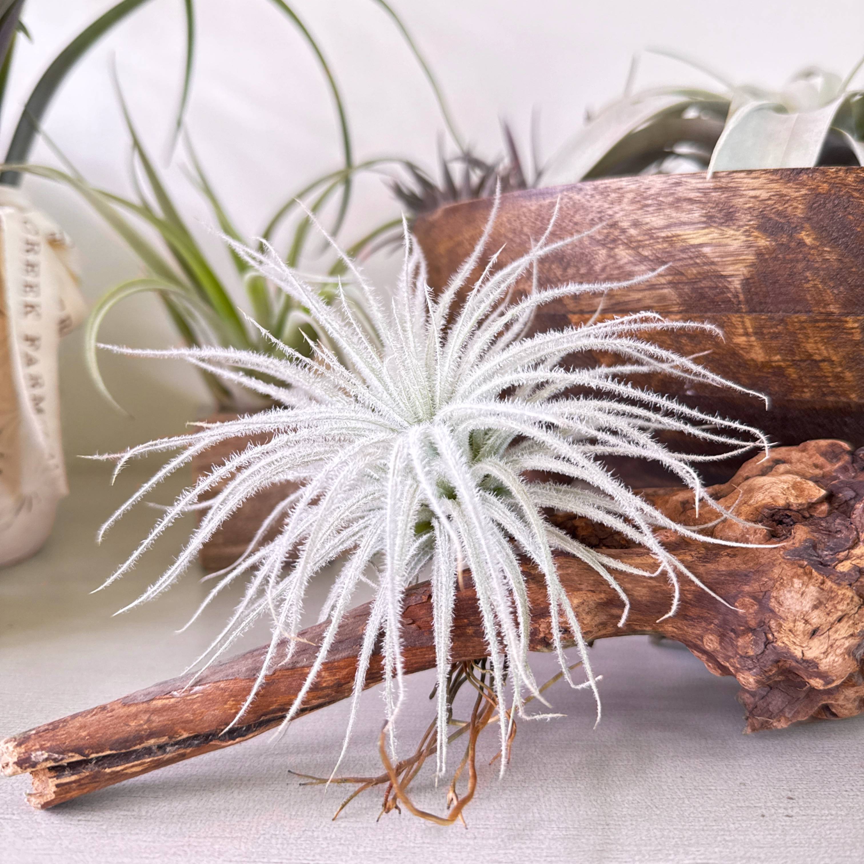 Tillandsia Tectorum (Ecuador) – Cedar Creek Farmhouse