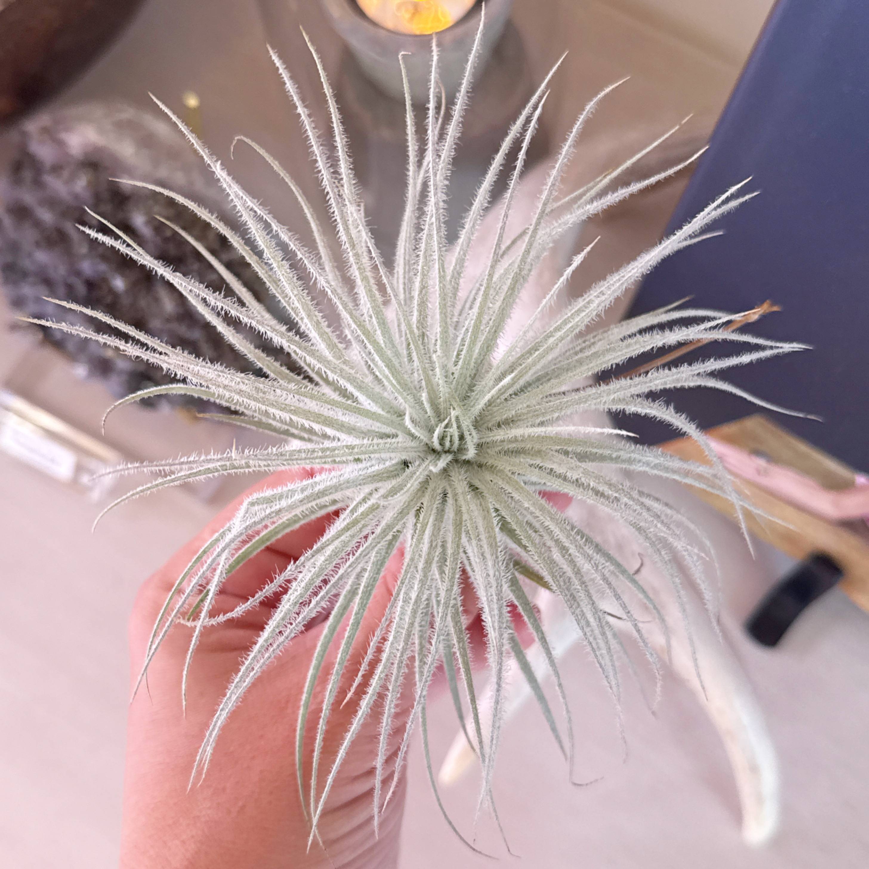 Tillandsia Tectorum (Ecuador) – Cedar Creek Farmhouse