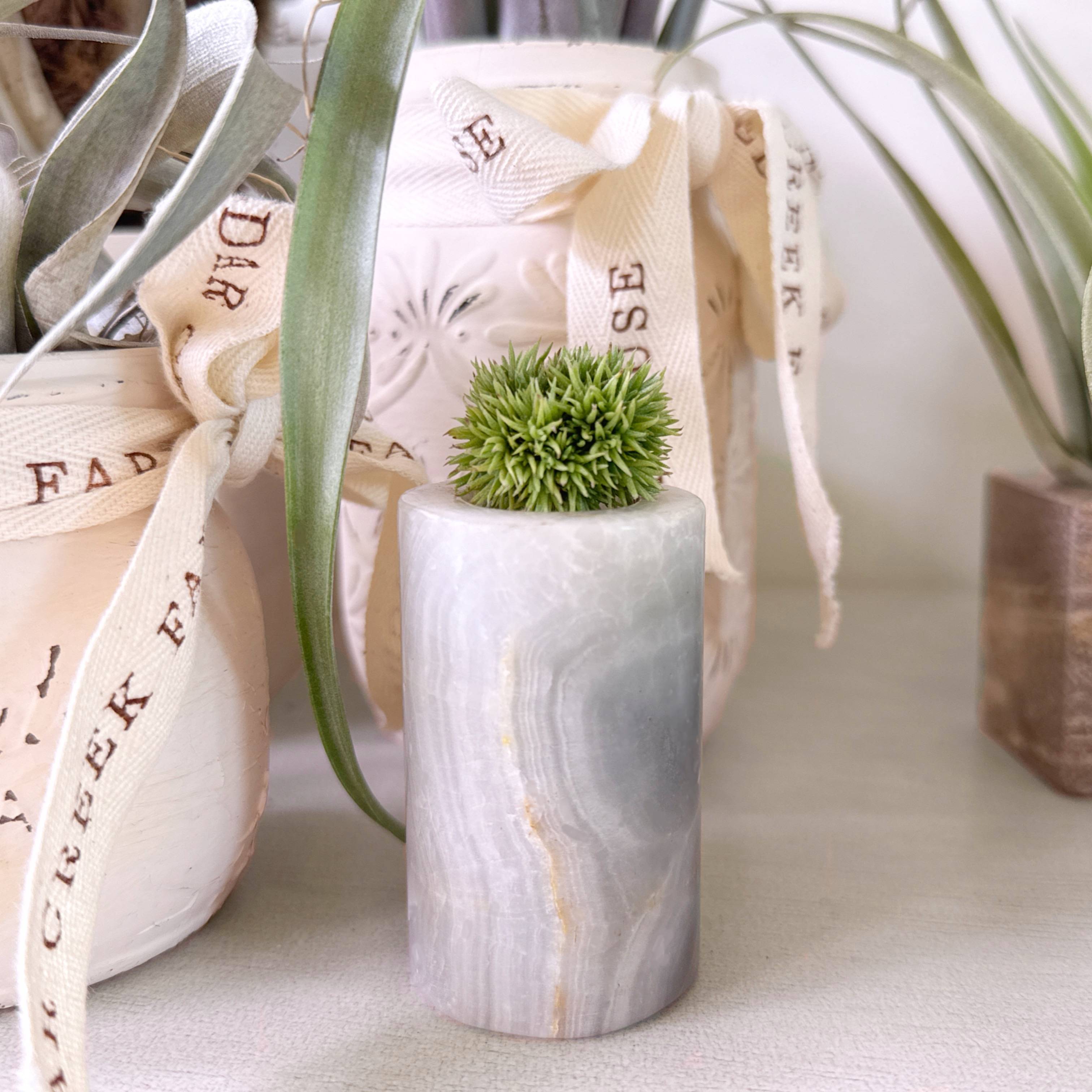 Tillandsia aeranthos Teddy Bear