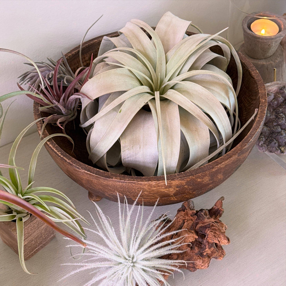 aeranthos teddy bear air plant Tillandsia aeranthos Teddy Bear – Cedar Creek Farmhouse