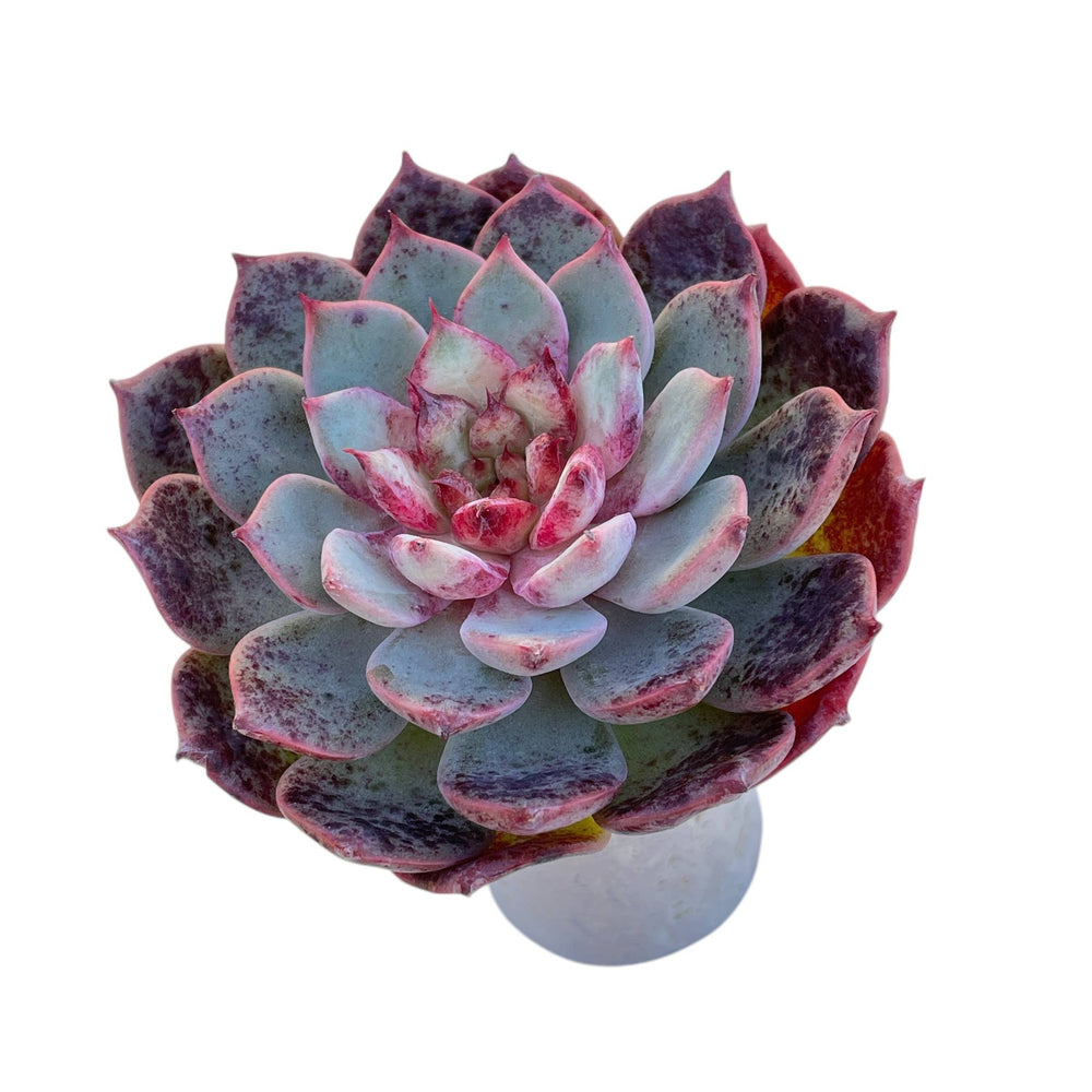 cherry blossom succulent Echeveria Cherry Blossom
