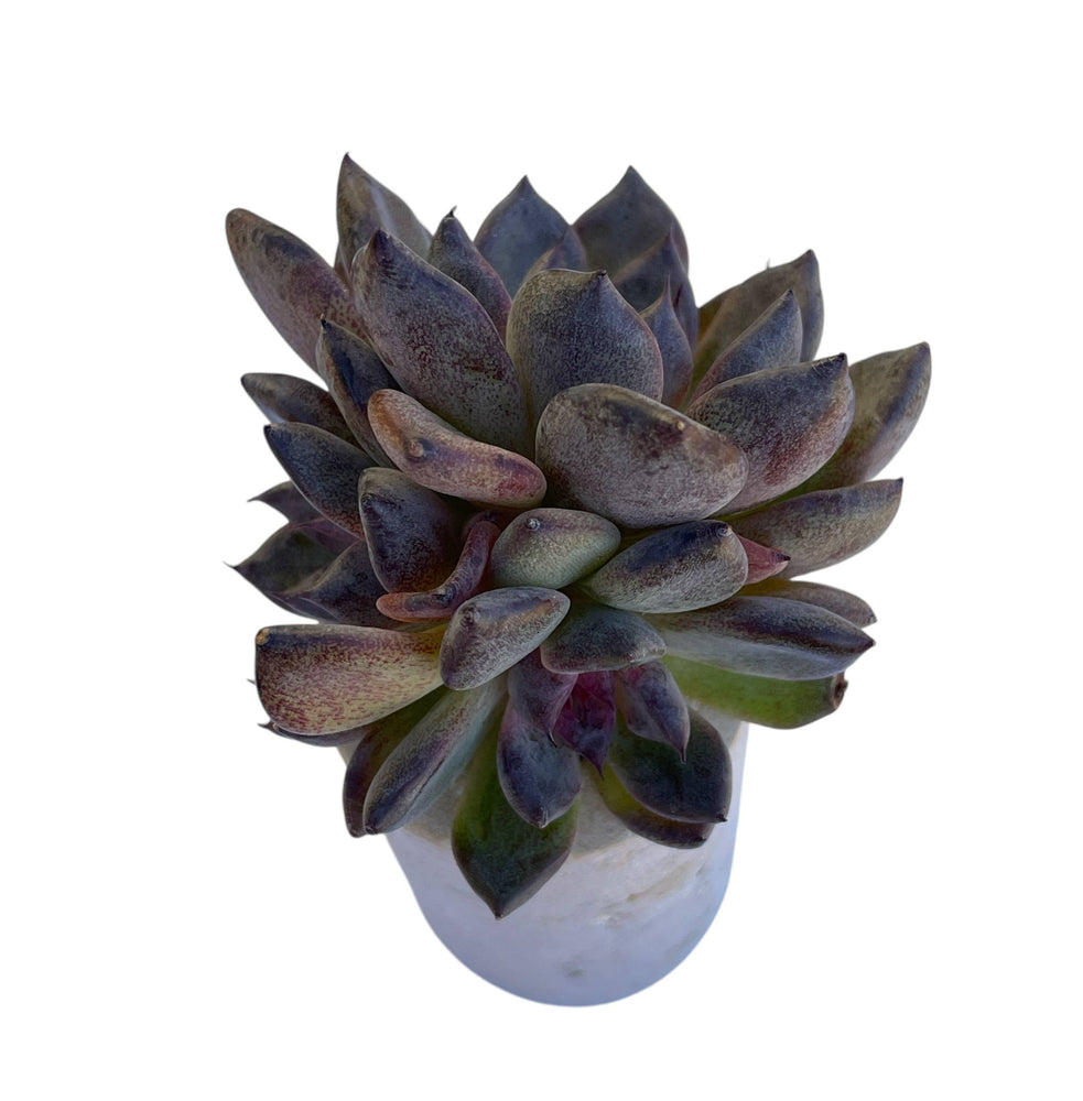 black pearl succulent Echeveria Black Pearl, Small Triple – Cedar Creek Farmhouse