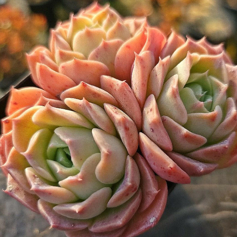 Echeveria Gold Light