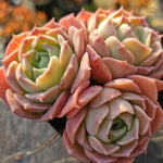 Echeveria Gold Light