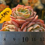 Echeveria Gold Light
