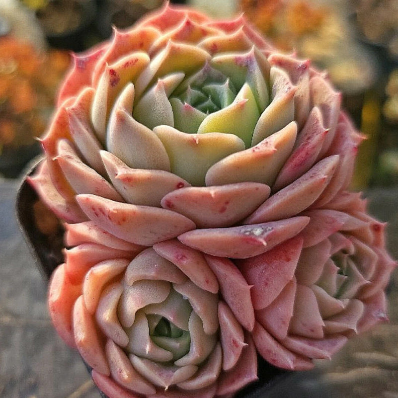 Echeveria Gold Light