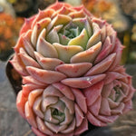 Echeveria Gold Light