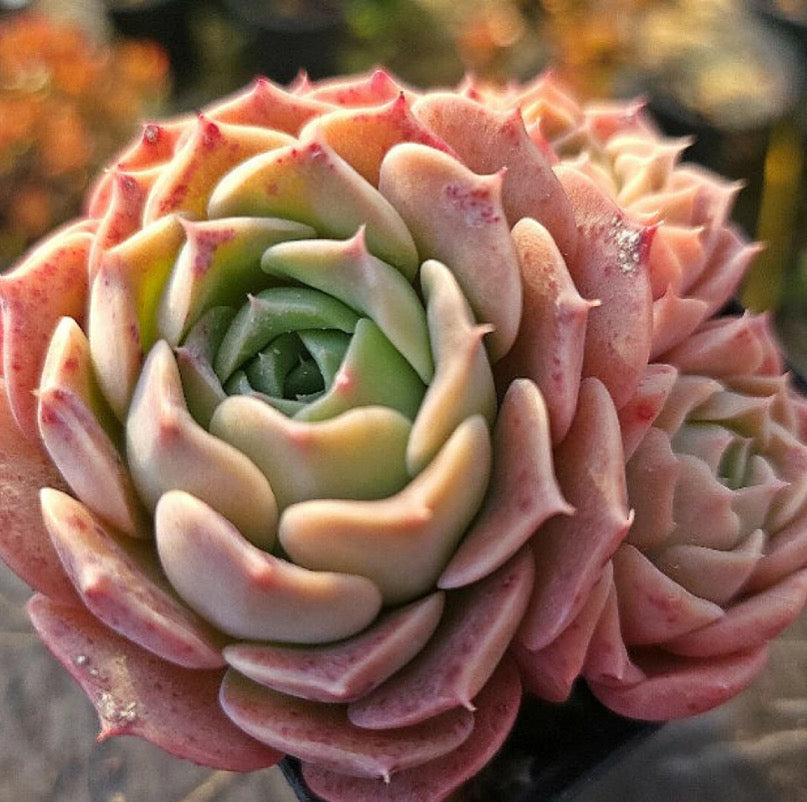 Echeveria Gold Light