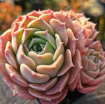 Echeveria Gold Light