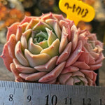 Echeveria Gold Light