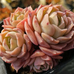 Echeveria Gold Light