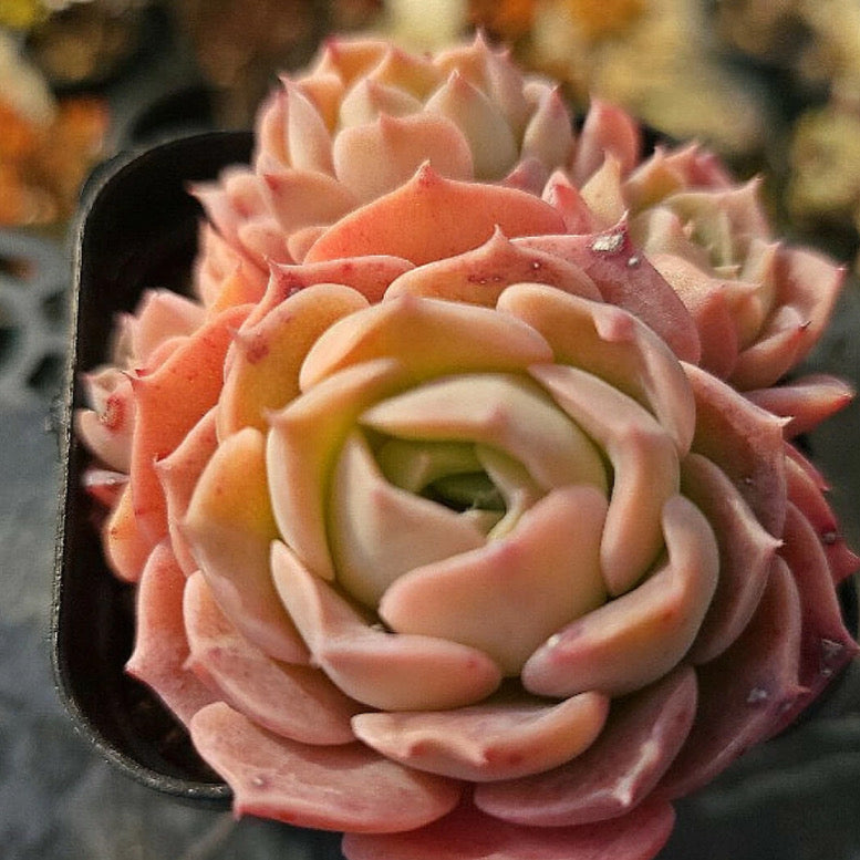 Echeveria Gold Light