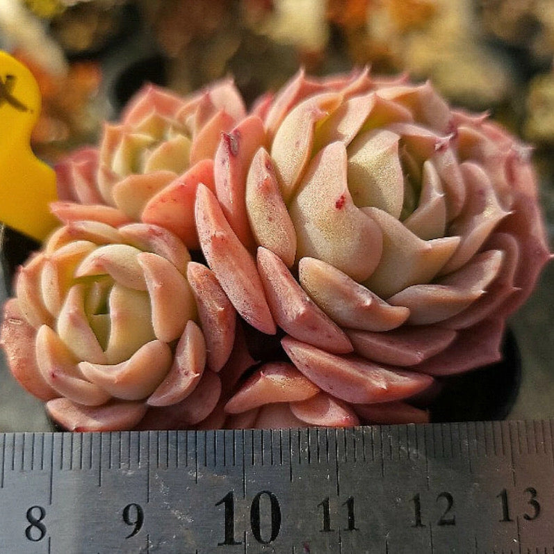 Echeveria Gold Light