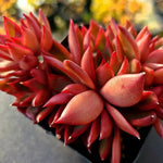 Echeveria Rubra