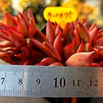 Echeveria Rubra