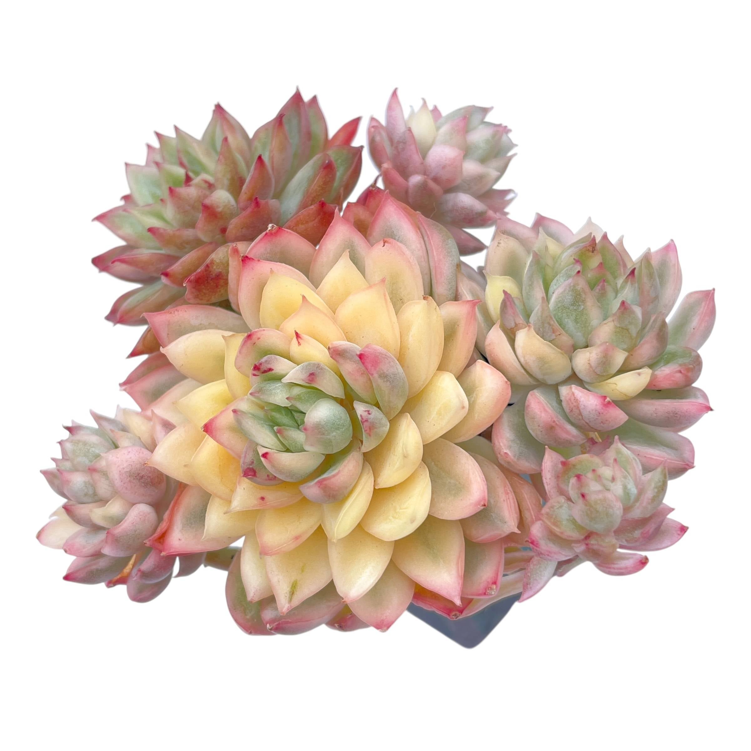 mebina succulent Echeveria Mebina, Variegated Cluster