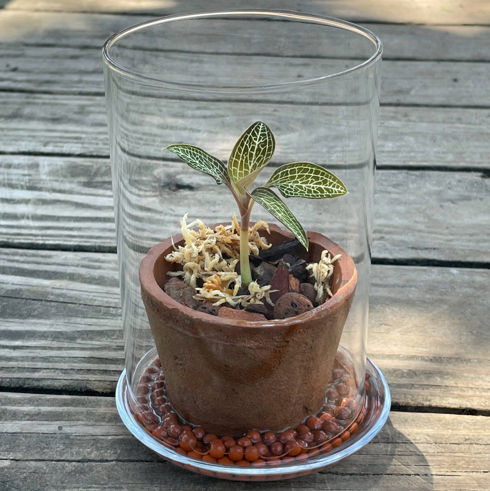 Glass Terrarium