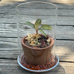 Glass Terrarium