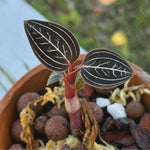 Ludisia discolor ‘Jewelyana’