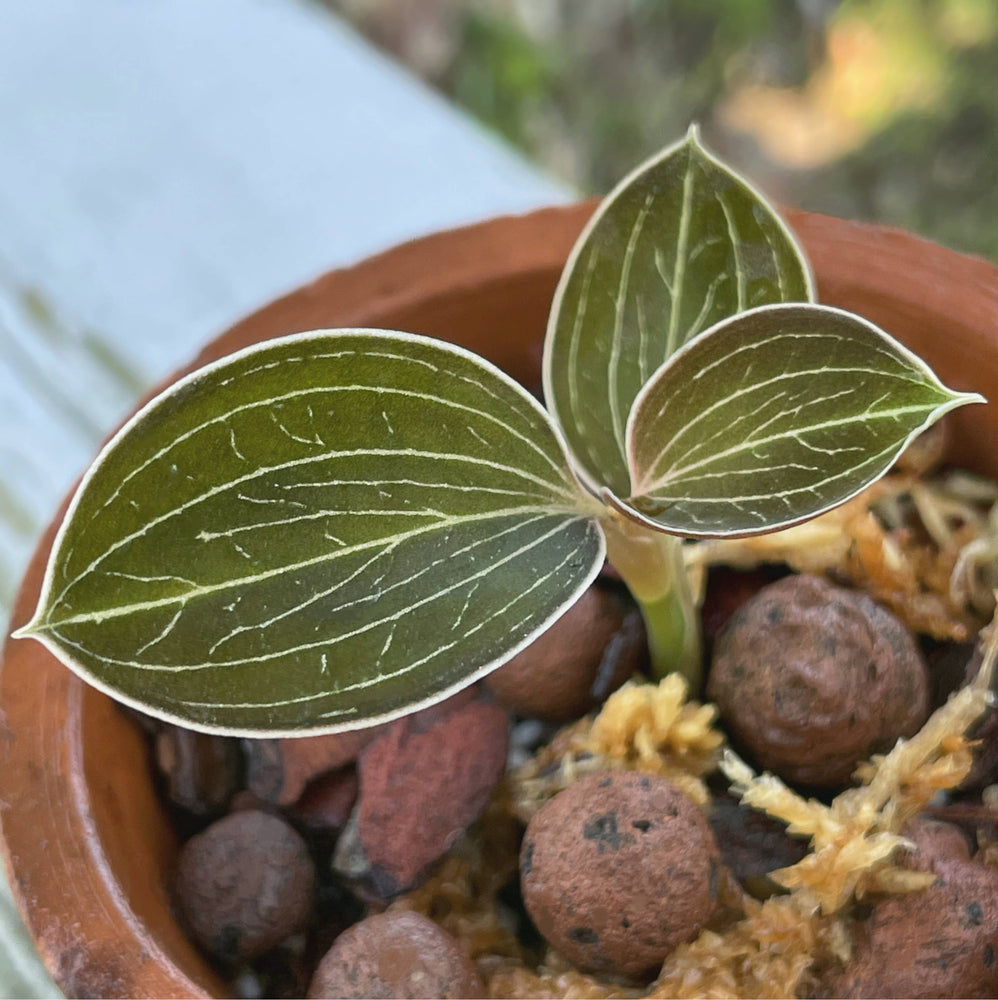 Anoectochilus lowii