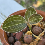Anoectochilus lowii