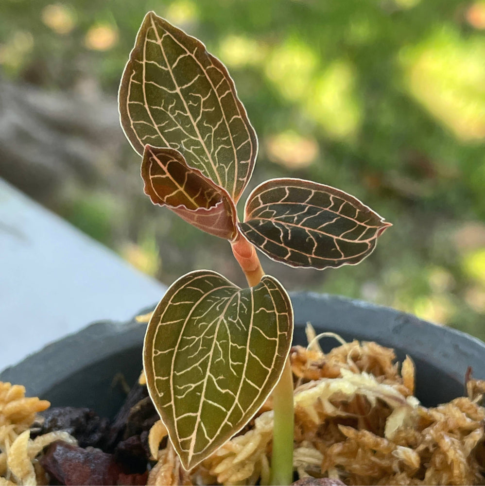 Anoectochilus Albolineatus